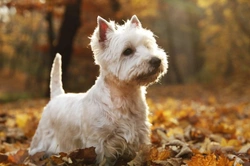 How to Keep Your Westie's Coat Looking Great