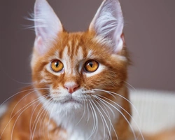 Cats and Their Blood Groups: What Owners Should Know