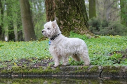 Cairn Terrier or Westie: 8 Key Differences Explained