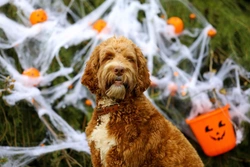 Högtidernas godsaker är förbjuden frukt för din hund