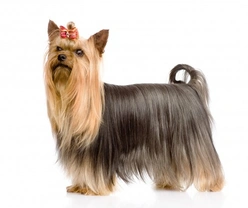 Yorkshire Terrier vs Silky Terrier - Key Breed Differences