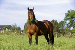 Would Your Horse Benefit from Electrolytes? Expert Guide