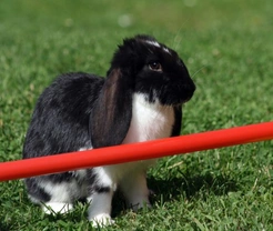 Rabbit Agility: A Guide to Teaching Your Rabbit Tricks