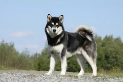 Alaskan Malamute Polyneuropathy: Testing and Heredity Guide