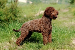Top 6 Most Expensive Gun Dog Breeds to Buy UK 2025