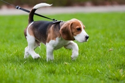 Walking the Dog: Manage Anxiety and Recall Effectively
