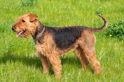 Expert Grooming Tips for Airedale Terriers