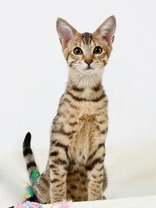 Las 5 razas de gatos más caras en España