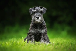 Demyelinating Polyneuropathy Testing in Miniature Schnauzers: A Guide