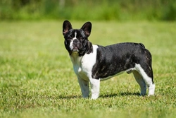 Degenerative myelopathy in French bulldogs: Causes & care