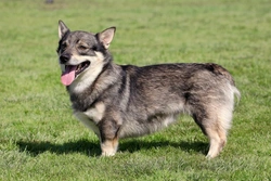 Retinopathy in Swedish Vallhunds: Inherited Eye Disease Guide