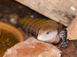 Sharing Your Home with a Skink: Care Guide for Pet Owners