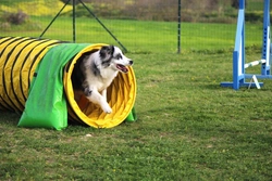 Dog Agility Training Equipment Explained: Key Obstacles and Benefits