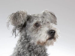 Hungarian Pumi: Charming and Intelligent Herding Dog Breed