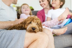 Can you have a dog if your child is allergic to them?