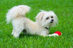 The Maltipoo: Adorable Hybrid Dog Breed Guide