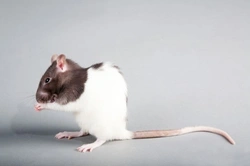 Common Health Problems of Pet Rats: A Comprehensive Guide