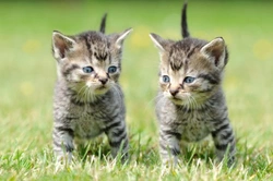 Is Having Two Cats Better Than One? Benefits and Tips