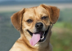 Understanding Dog Temperament: Traits, Assessment & Care