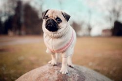 How Common Are Eye Problems in Pugs? Top 5 Conditions Explained