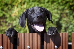 Dog Ownership: How to Be a Good Neighbour