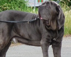 Mastino Napoletano gigante: consigli prima dell'acquisto