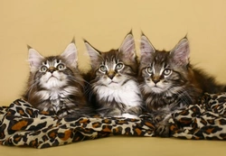 Choosing a Pedigree Kitten: Expert Tips for UK Buyers