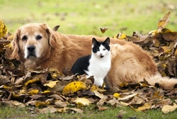 Vomiting, Regurgitation & Expectoration in Cats and Dogs