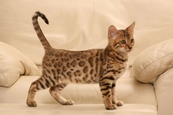 Bengal Cat Colours and Coat Types: Complete 2025 Guide