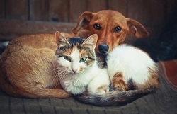 5 Key Similarities Between Dogs and Cats Explained