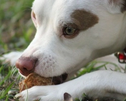 Cosa dare da mangiare al cucciolo appena arrivato a casa