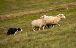 Jobs for Dogs: A Guide to Working Canines and Their Roles