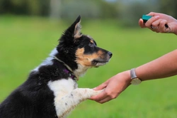 5 Skills Easy to Teach Puppies but Harder in Adult Dogs