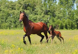 Looking after your broodmare: Essential care guide for breeders