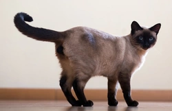 10 Cat Breeds Featuring Siamese Pattern Coats