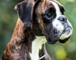 L'alimentazione del cucciolo Boxer