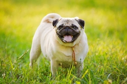 Five effective weight loss strategies for obese dogs