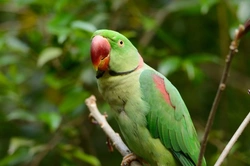 Alexandrine Parakeet: Care, Diet, Breeding & Behaviour