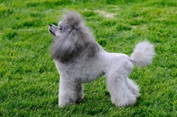Pet Poodle Clips: Choosing the Best Style for Your Dog