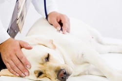 Canine disease like Alabama rot appearing in the UK: What to know