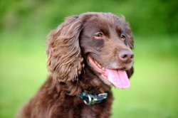 Understanding Salivary Gland Cancer in Dogs: Symptoms & Treatment