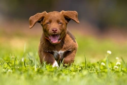 Training a puppy not to run away: 10 essential steps