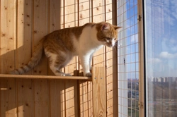 Is a cat more likely to survive a fall from a great height than a more moderate one?