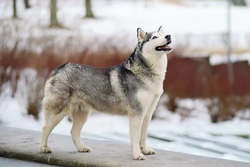 Why Do Dogs Whine? Causes and Meanings Explained