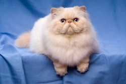 Hints on Showing Persian Cats: Expert Grooming & Preparation