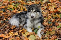 Atrial Fibrillation in Dogs: Causes, Symptoms & Treatment Options