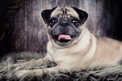Pug Dog Hereditary Health: Essential Testing Guide