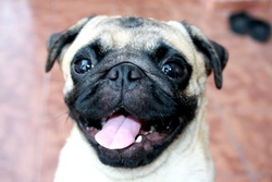 How often should you give your pug treats? Healthy feeding tips