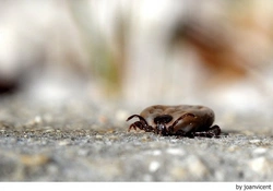 Antiparasitarios: todo lo que necesitas para evitar problemas