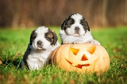 Halloween hazards and dangers for dogs: top 9 risks to know